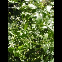 Clematis lanuginosa cv Lawsoniana (fam Renonculacees) (1)